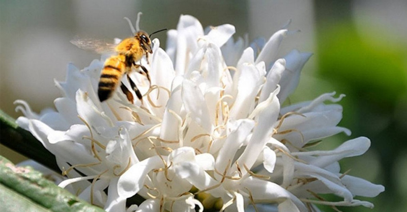 Chị ong nâu nâu giúp cây cà phê Robusta thụ phấn chéo - Mayaca Coffee