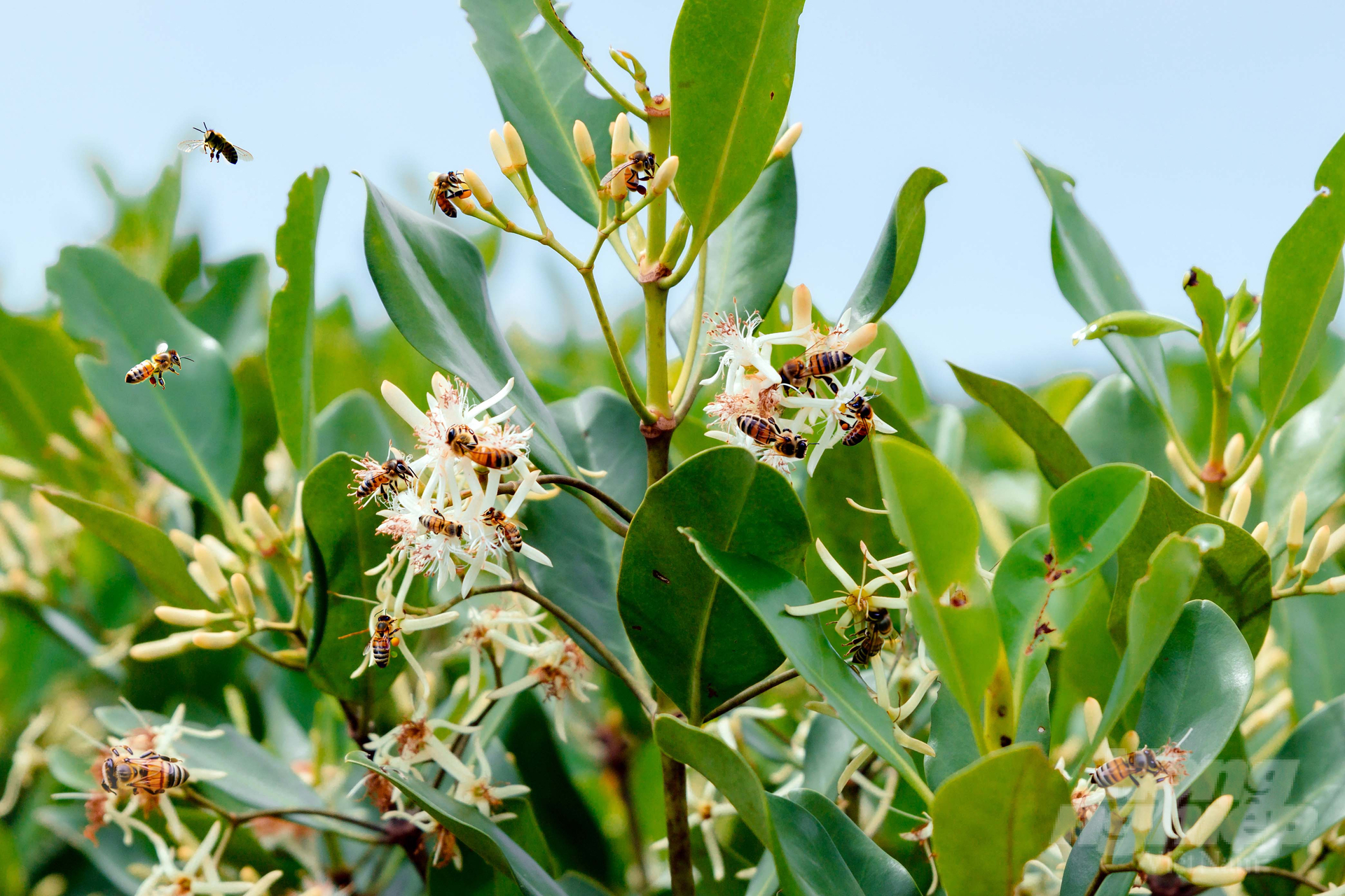 Làm giàu từ nuôi ong dưới tán rừng sú vẹt
